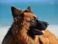 Vermifuge chien : Tout savoir pour mieux prendre soin de votre loulou –  happy waf