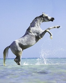 Par Artur Baboev (Travail personnel) [CC BY-SA 3.0 (http://creativecommons.org/licenses/by-sa/3.0)], via Wikimedia Commons