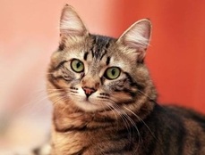 Vous avez un chat ? C'est par ici.