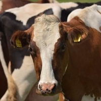 CC0 Public Domain via Pixabay