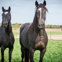 CC0 Creative Commons via Pixabay