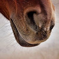 Image par Susanne Jutzeler, suju-foto de Pixabay