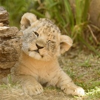 Photo d'illustration - CC0 Public Domain via Pixabay