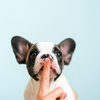 Chiot propreté Vetoweb